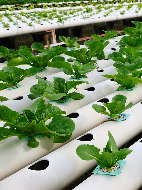 从PVC到废弃水管:三种实用改造方案,教你轻松实现家庭种菜