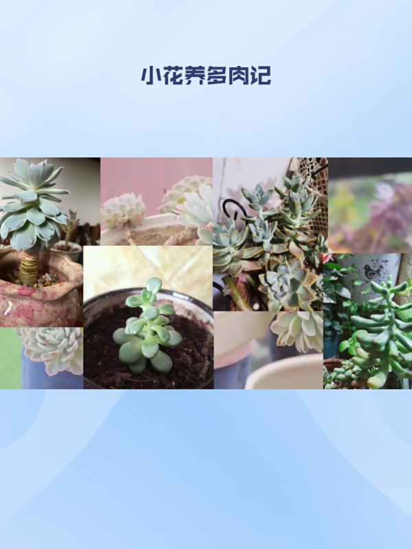 小花记录多肉'小胖'成长,养成观察好习惯