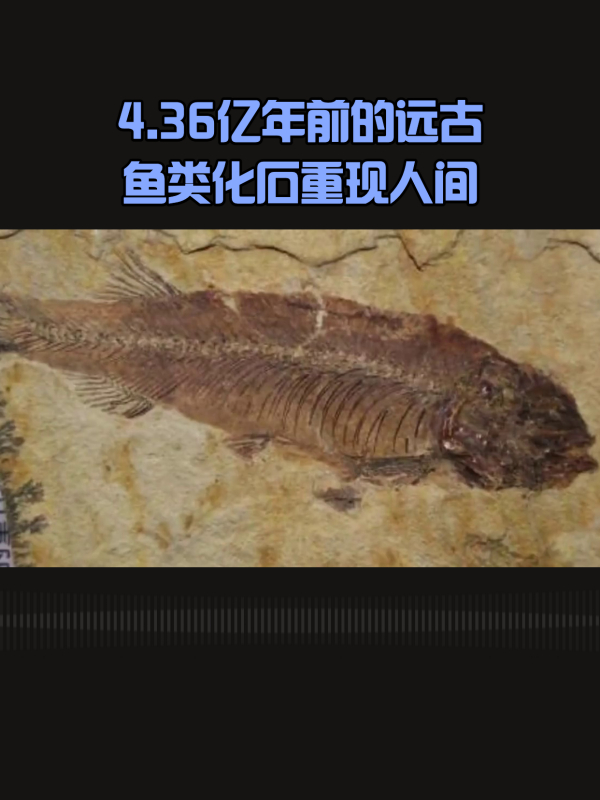 4.36亿年前的远古鱼类化石重现人间