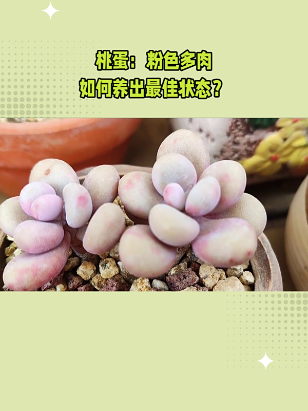 桃蛋多肉植物的特点与养护技巧