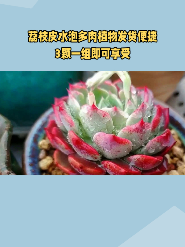 爱好多肉植物?不妨试试“荔枝皮水泡2头发货”