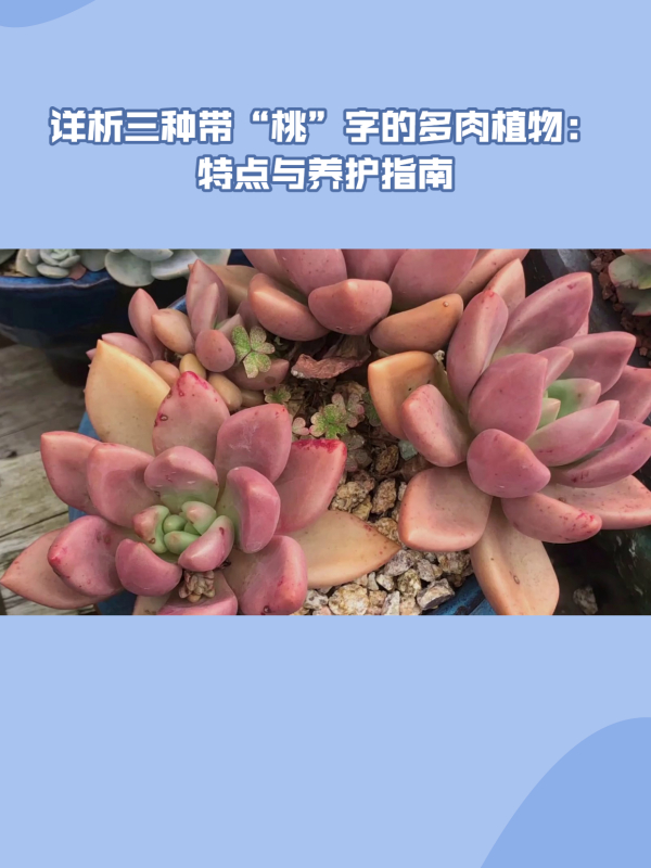 多肉爱好者必看:碧桃、桃美人和桃之卵的特点与养殖技巧