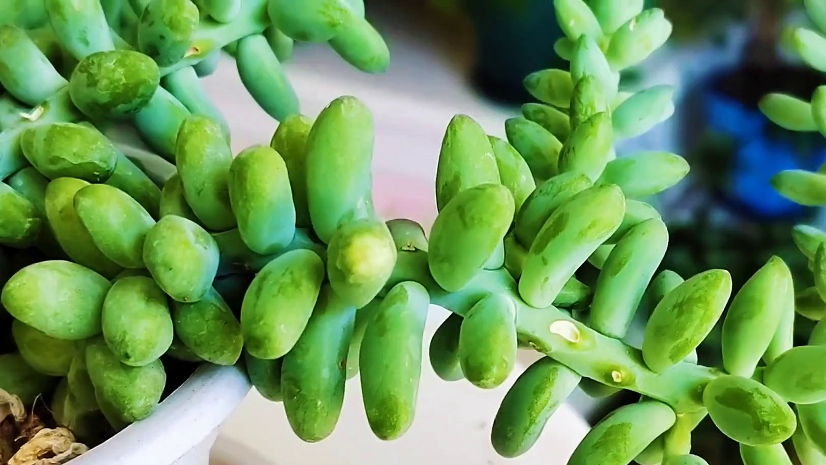 多肉植物玉珠莲千佛手:新手肉肉爱好者的福音