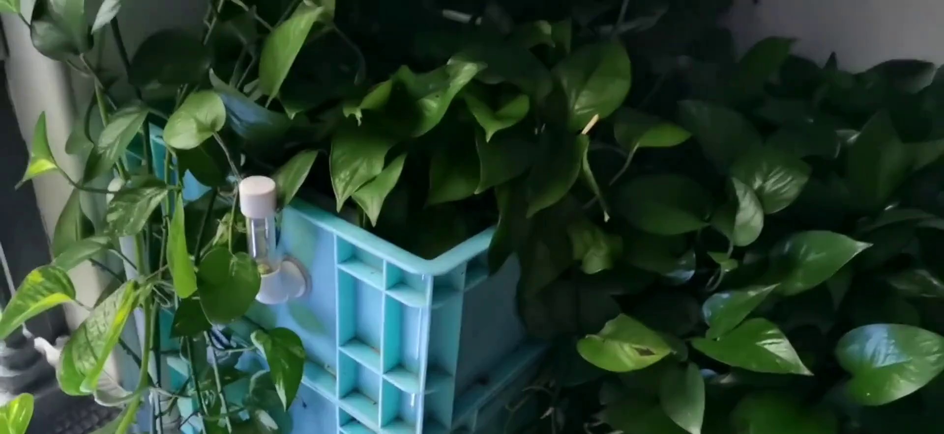 鱼缸养绿萝,轻松打造家中小氧吧!