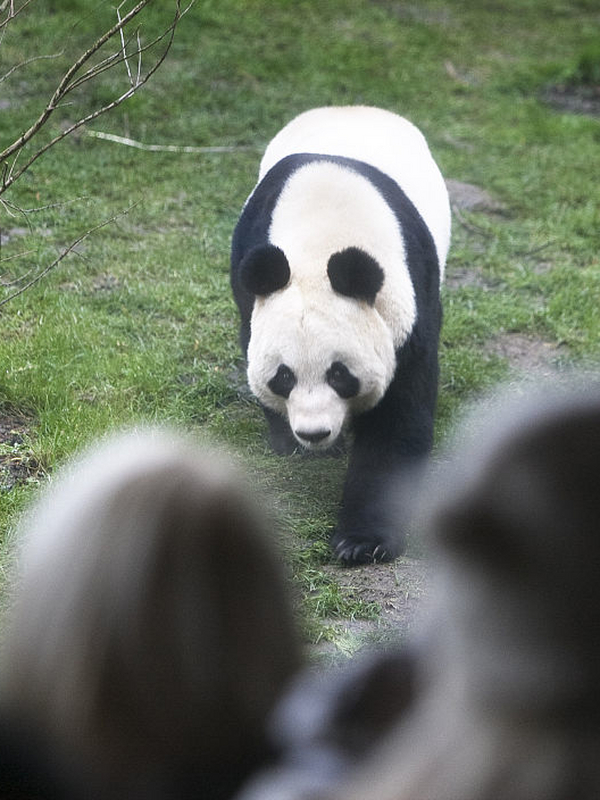 旅日大熊猫爽爽离世中日网友纷纷留言哀悼