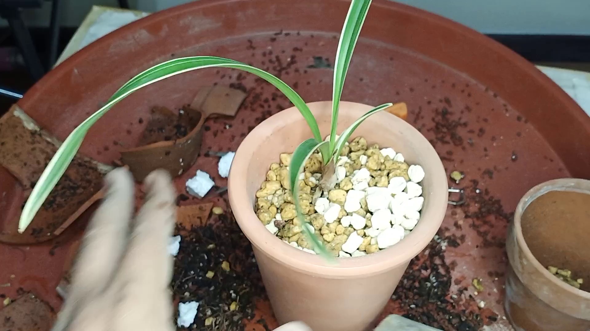 探索室内盆景盆栽魅力,吻仔鱼兰花、春兰等教你如何赏叶艺