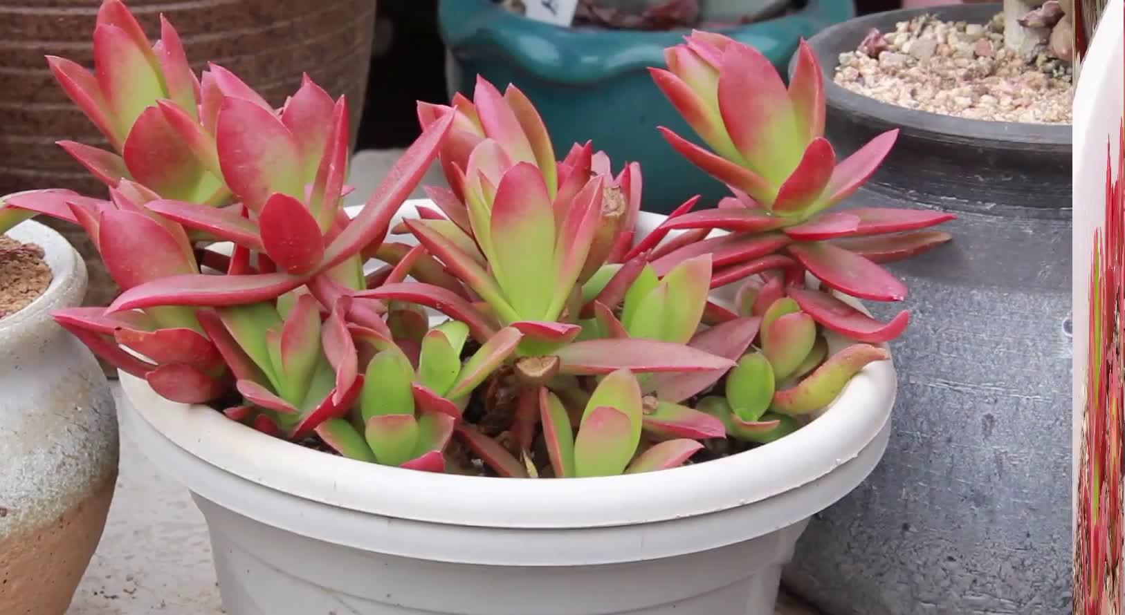 火祭多肉植物,红心如火惹人爱,阳台新宠带回家