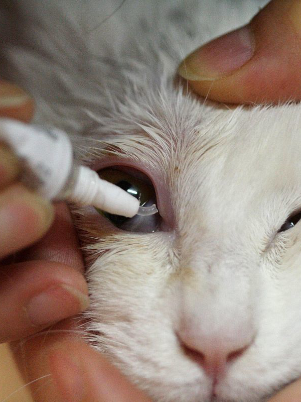 猫马拉色菌传染人的风险与应对:从症状到治疗全解析