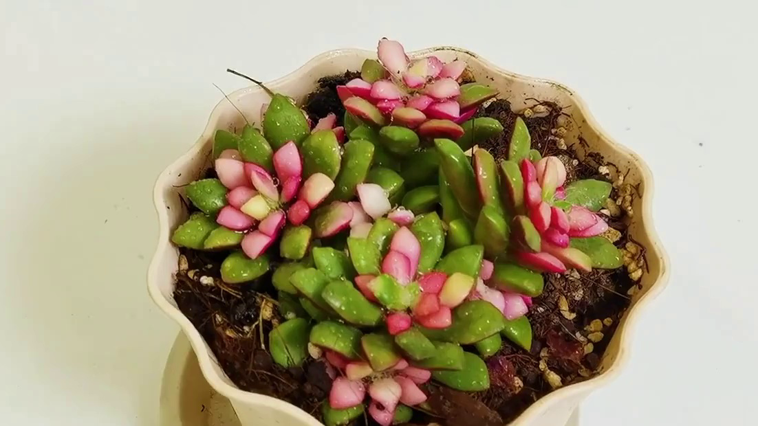 家居必备:吹雪之松锦,客厅的绝美装饰