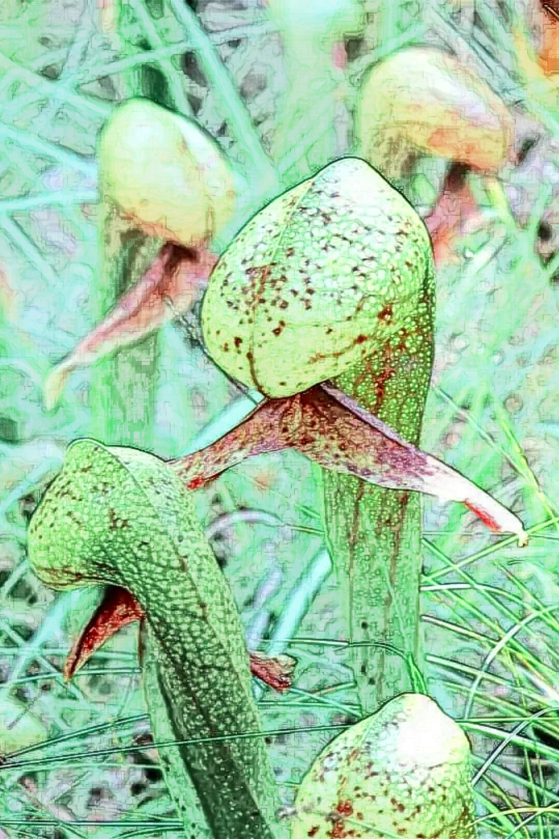 眼镜蛇草:大自然中的神奇存在91 在这个繁花似锦的大自然中,有一种