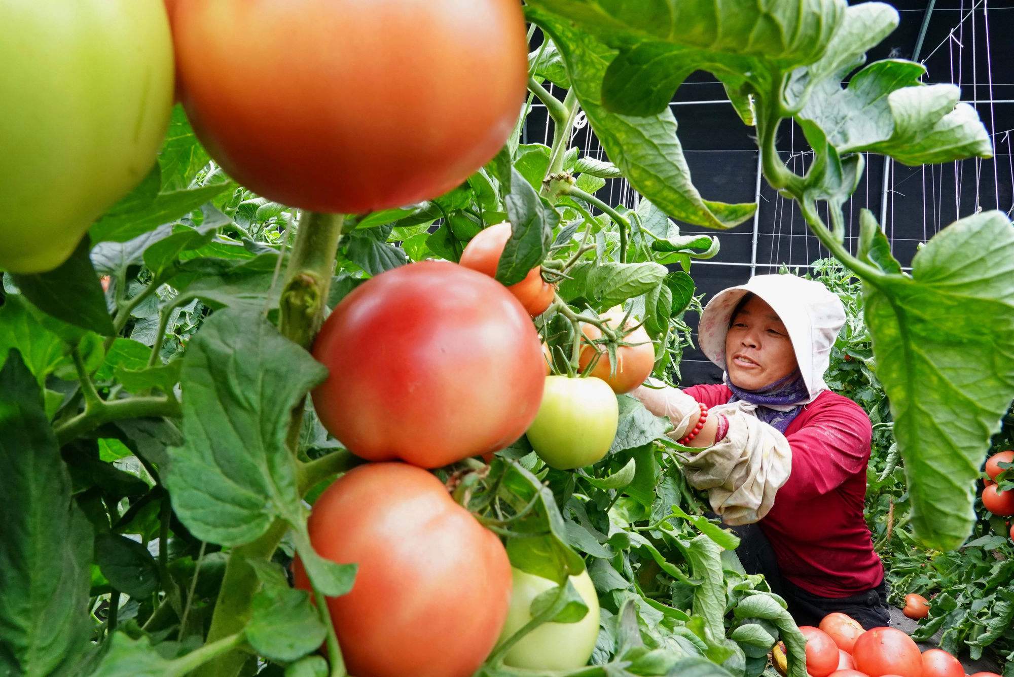 9月蔬菜的田间管理:菜园丰收季,忙不停 9月到了,菜园子里可忙坏了!