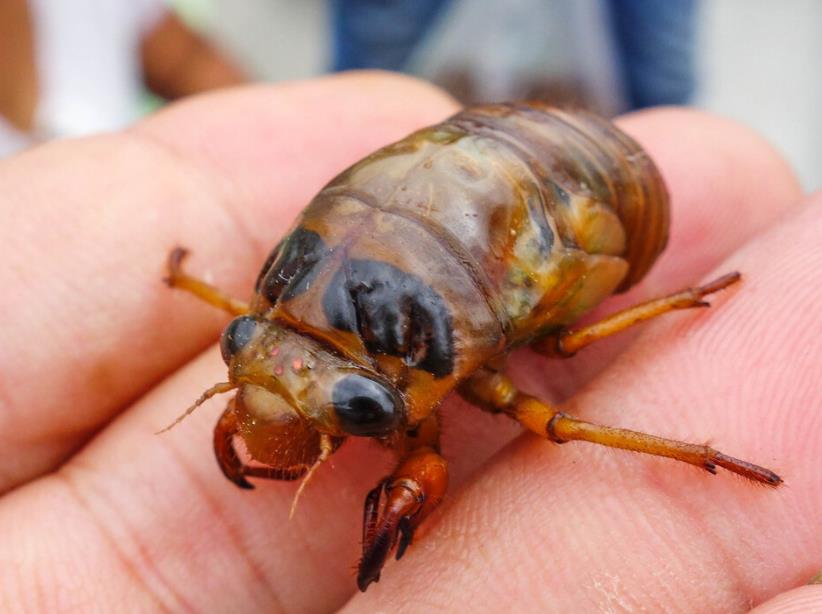 抓知了卖260元一斤 10天赚万元 近年来,浙江丽水市掀起了一场知了市场