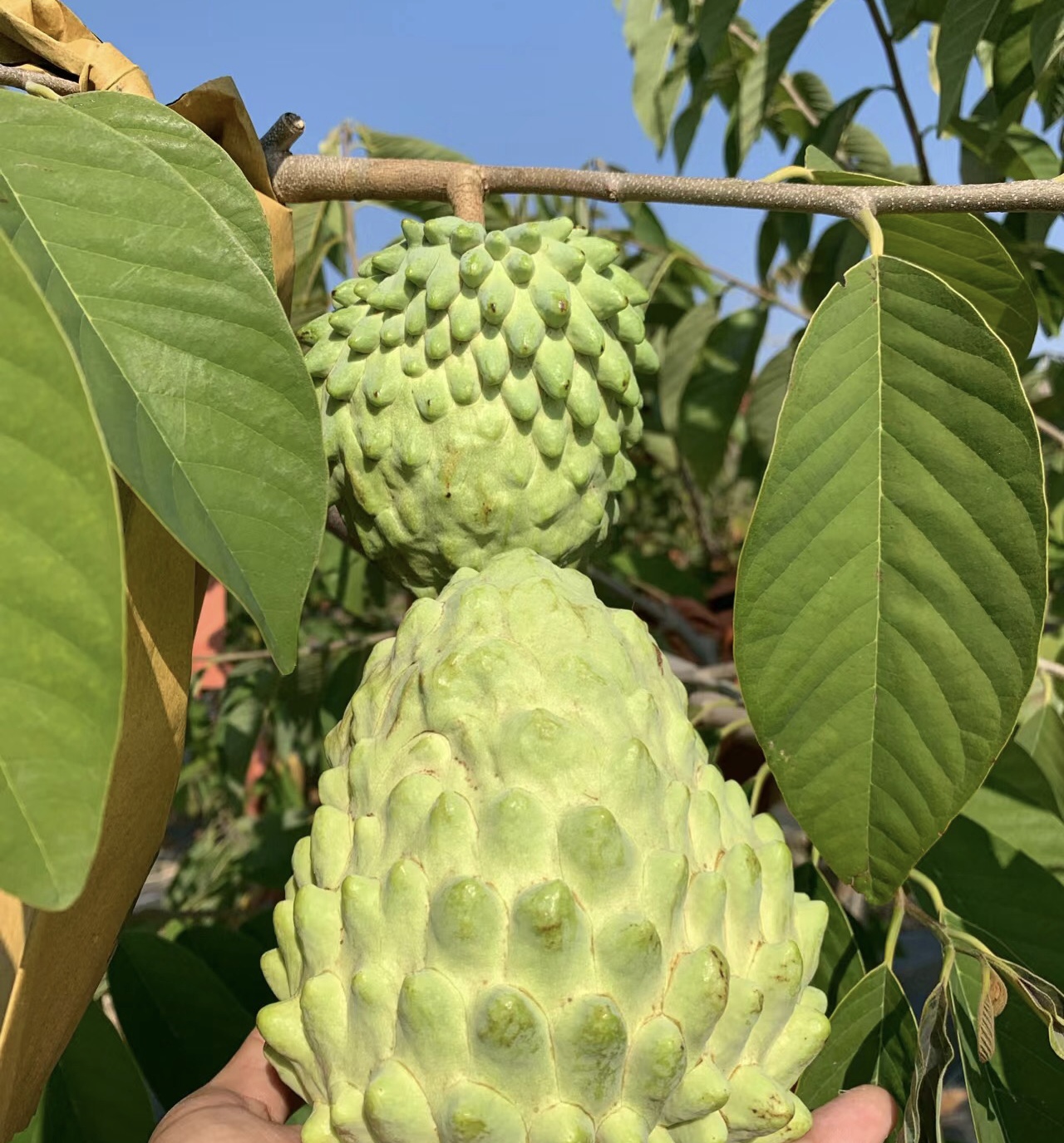 每一颗成熟的释迦果都犹如大自然的瑰宝,富含丰富的维生素和矿物质,为