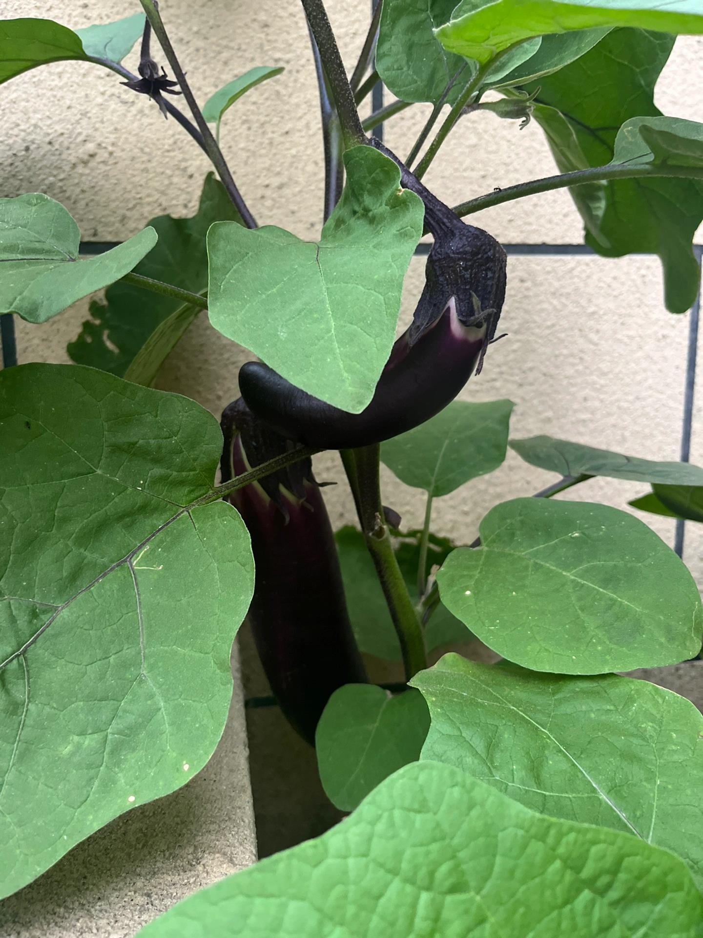 阳台种茄子,是否需要打侧枝,需要根据植株的具体情况来决定.