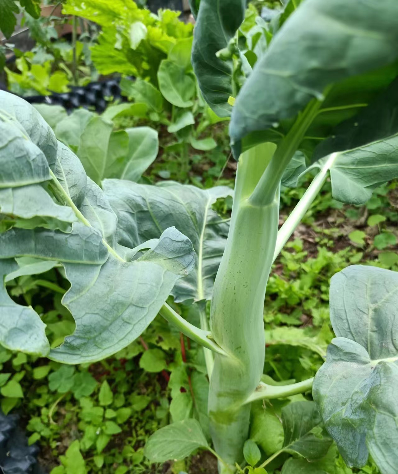 阳台种菜|适合初学者的鸡腿芥蓝种植分享97 我最近开始自己在家种植