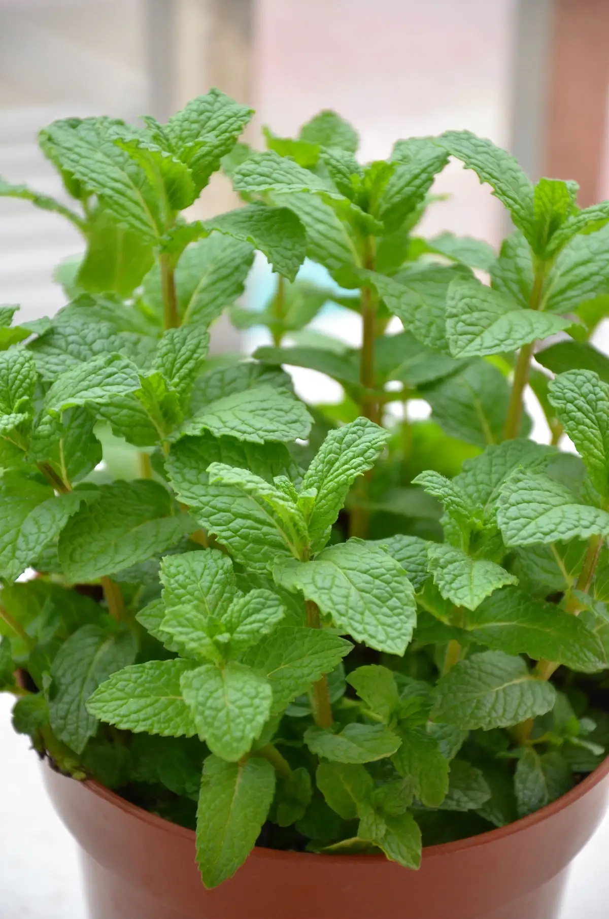 常见的香草植物图片