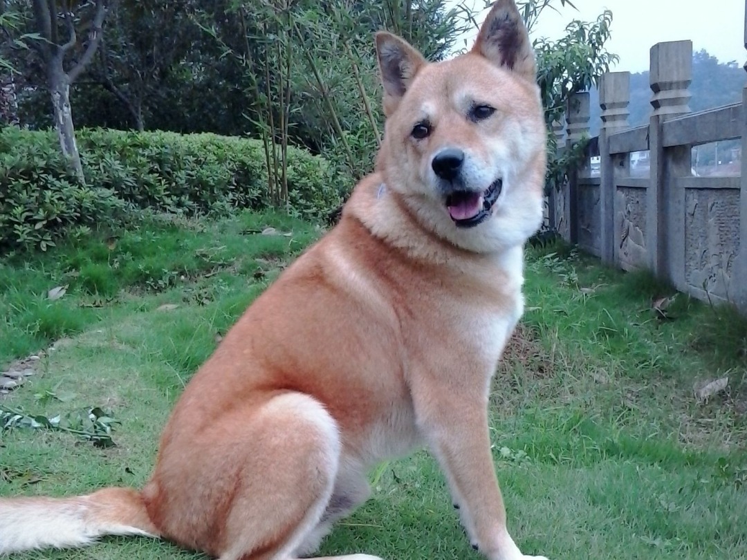 中国犬种大全图片品种图片