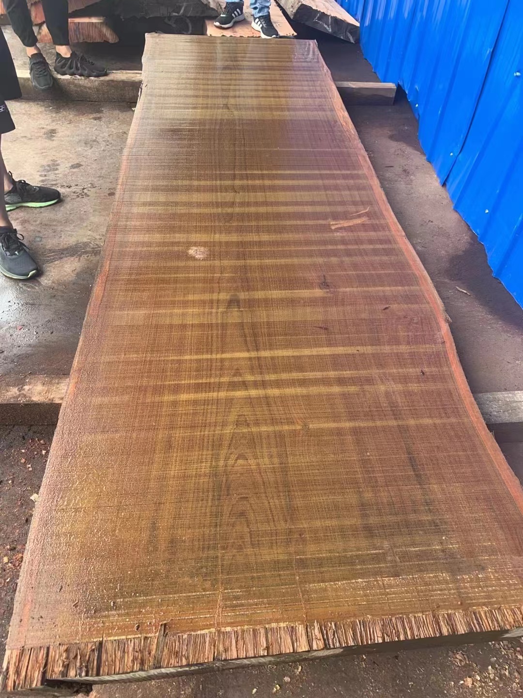 重蚁木是世界上质地密实的硬木之一,硬度是杉木的三倍