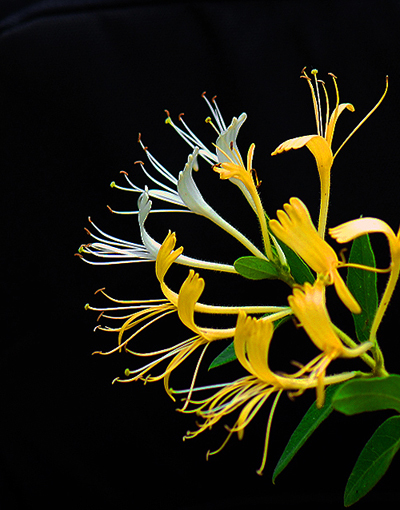 金银花在三月份开