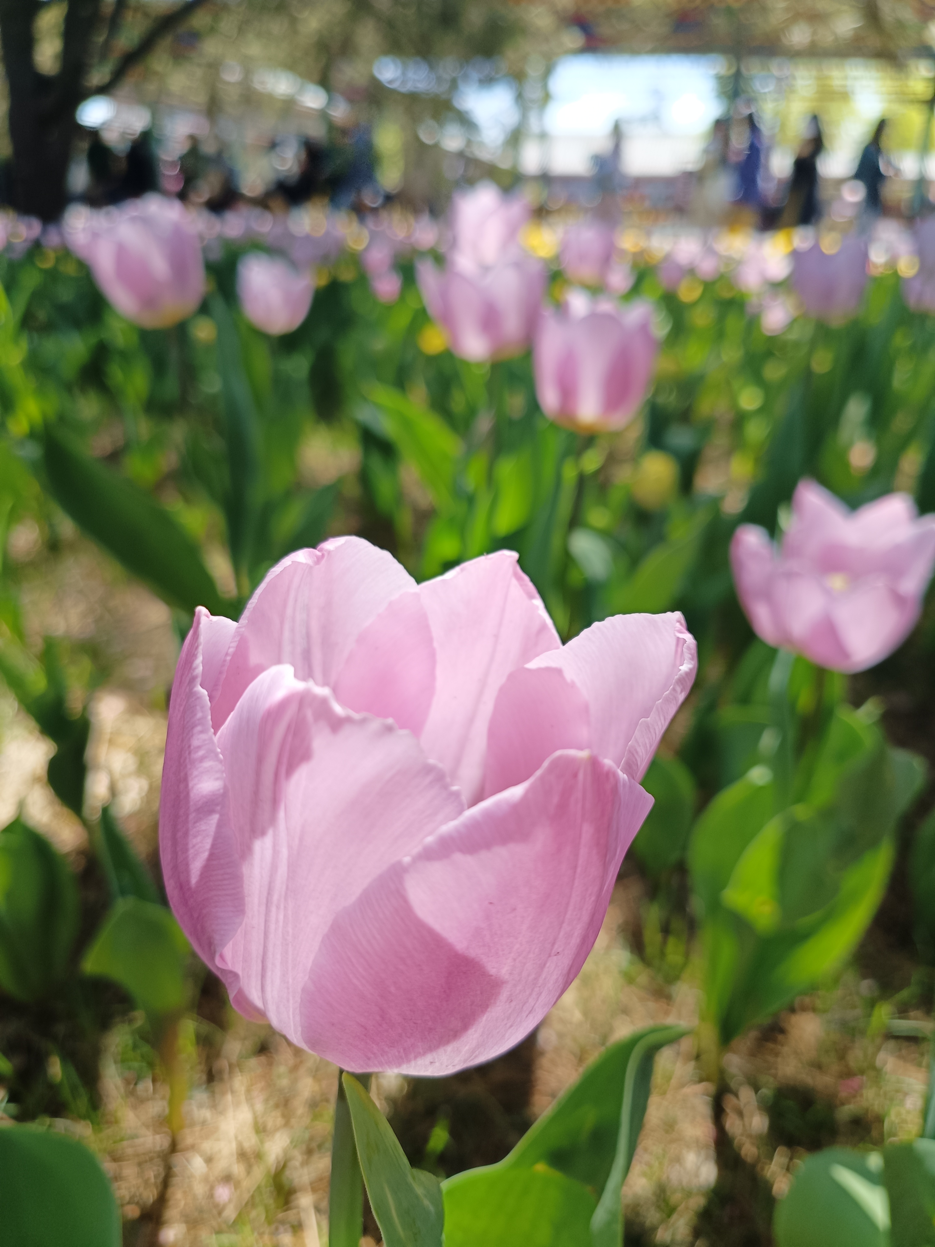 中山赏花图片