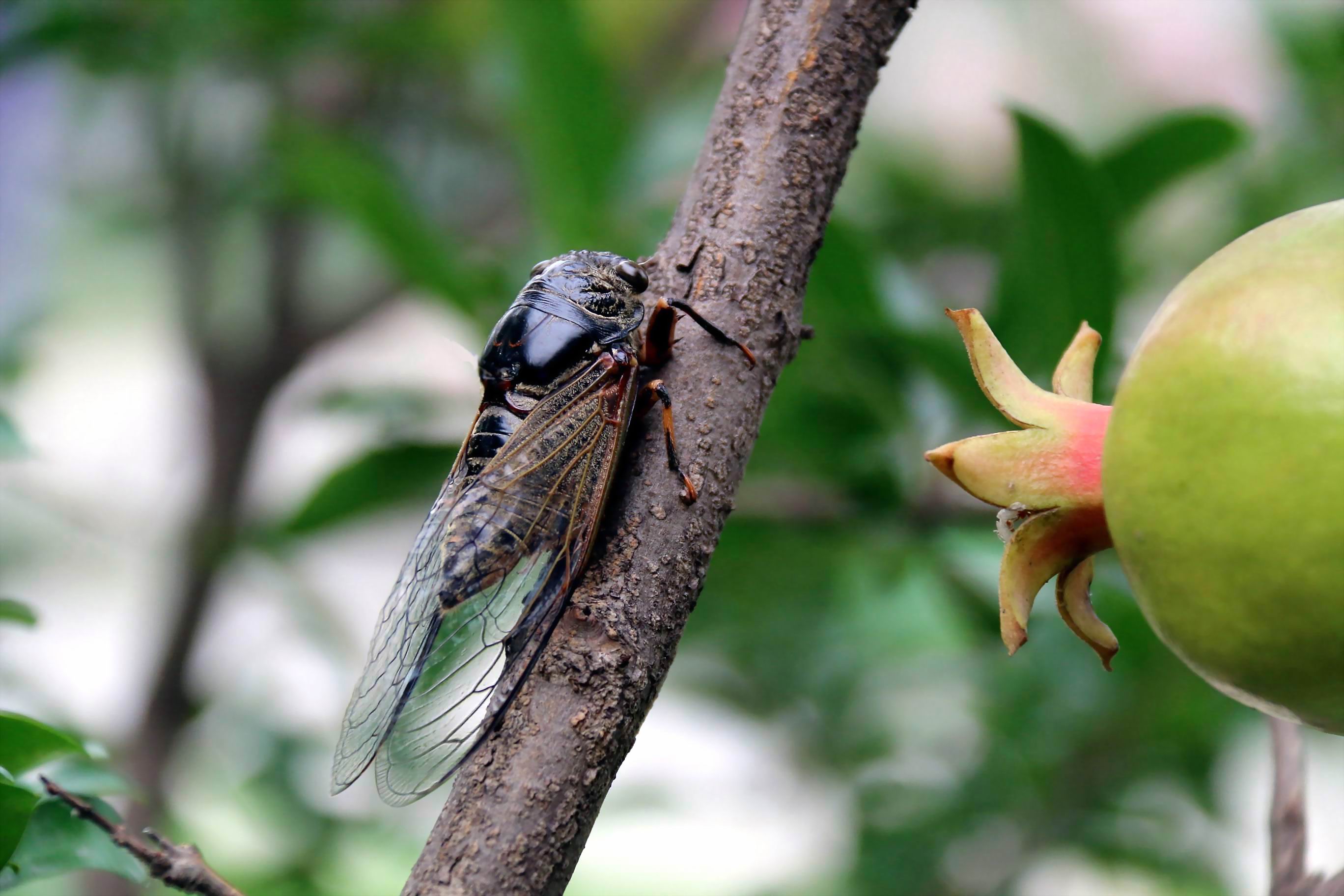 蝉鸣 蝉声悠悠透心凉, 林间独我鸣清响.