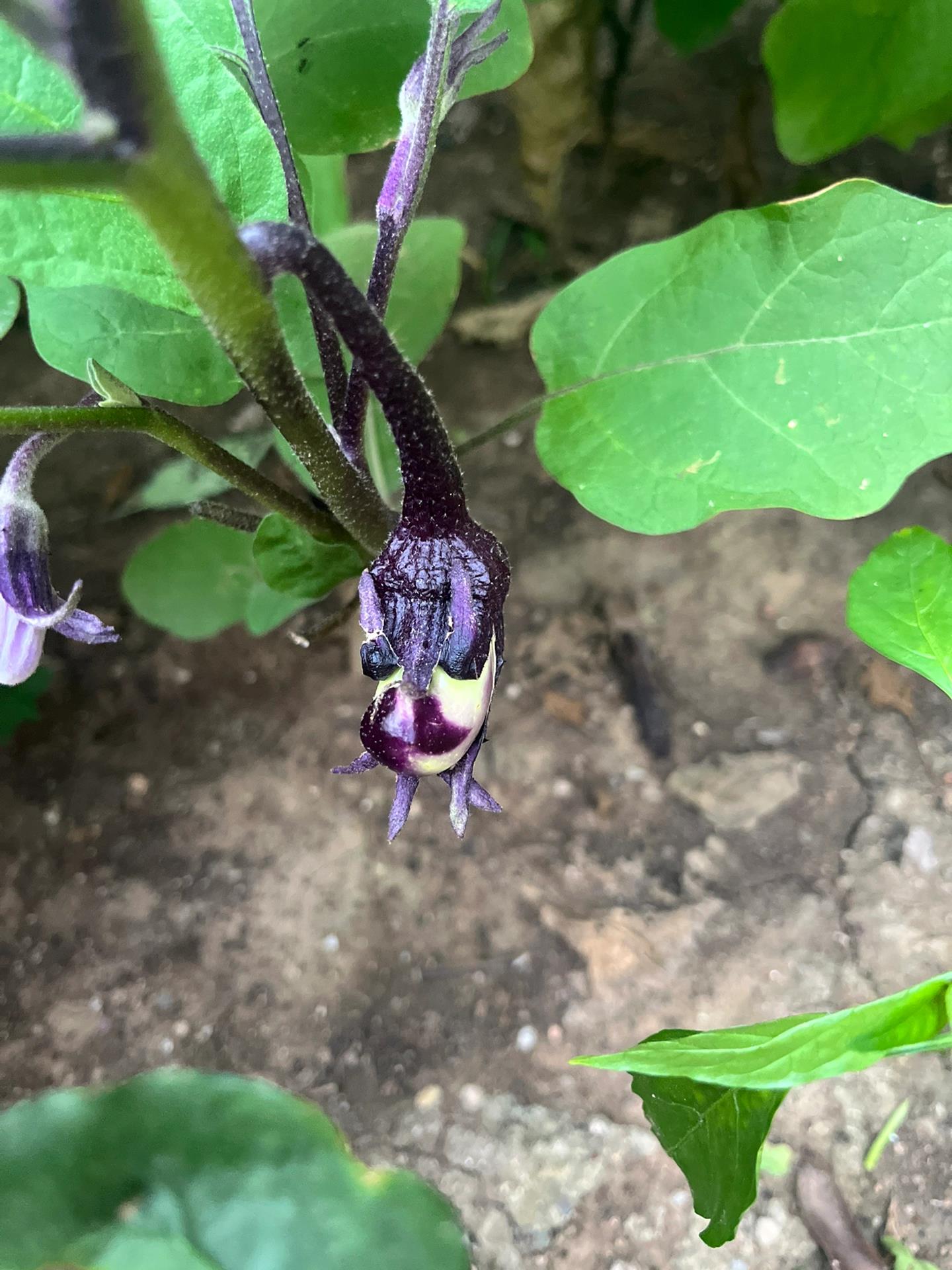 阳台种茄子,是否需要打侧枝,需要根据植株的具体情况来决定.