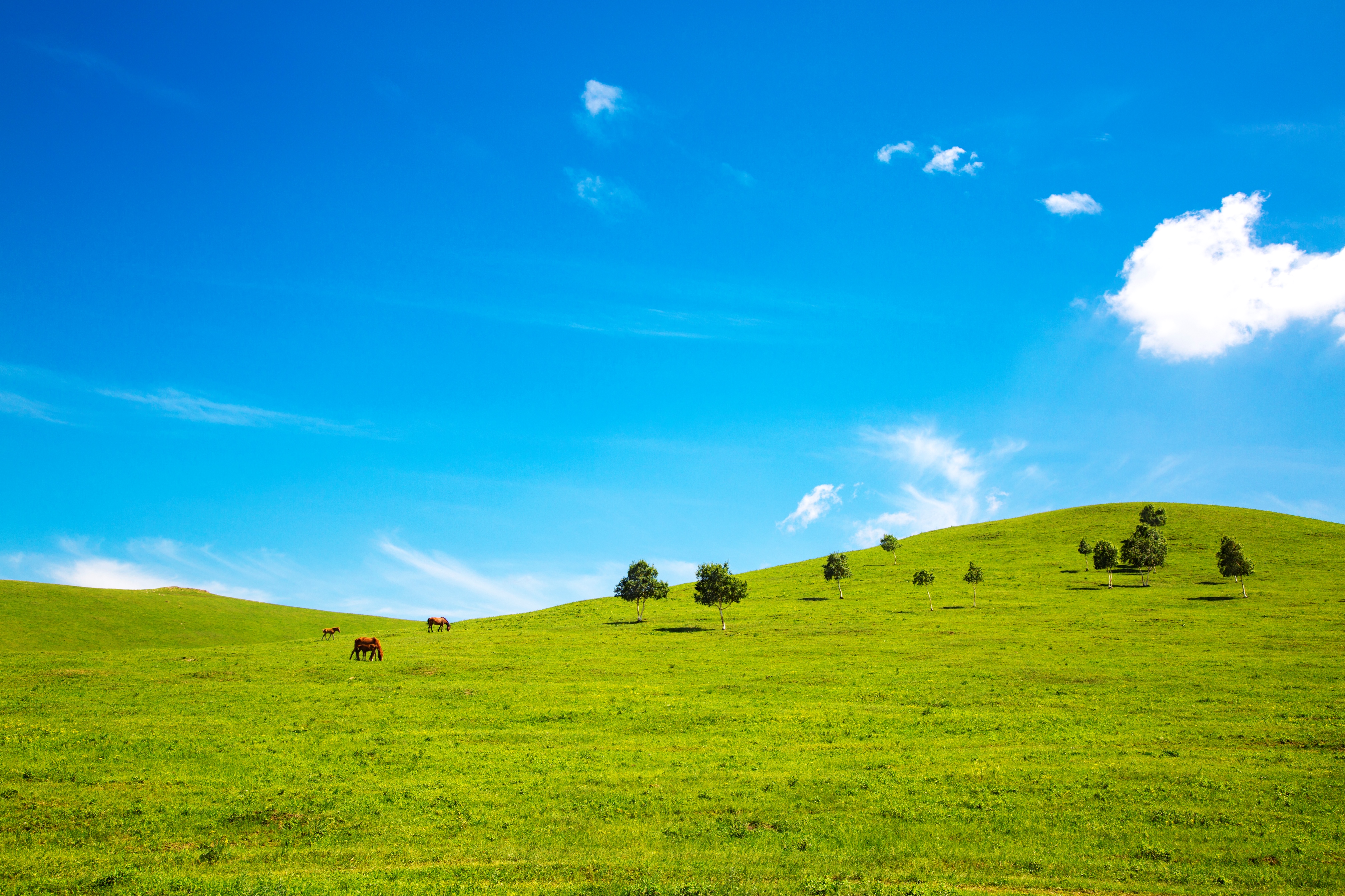 这片广袤的草原位于内蒙古,一望无际的绿色草坪,伴随着牛羊漫步其中