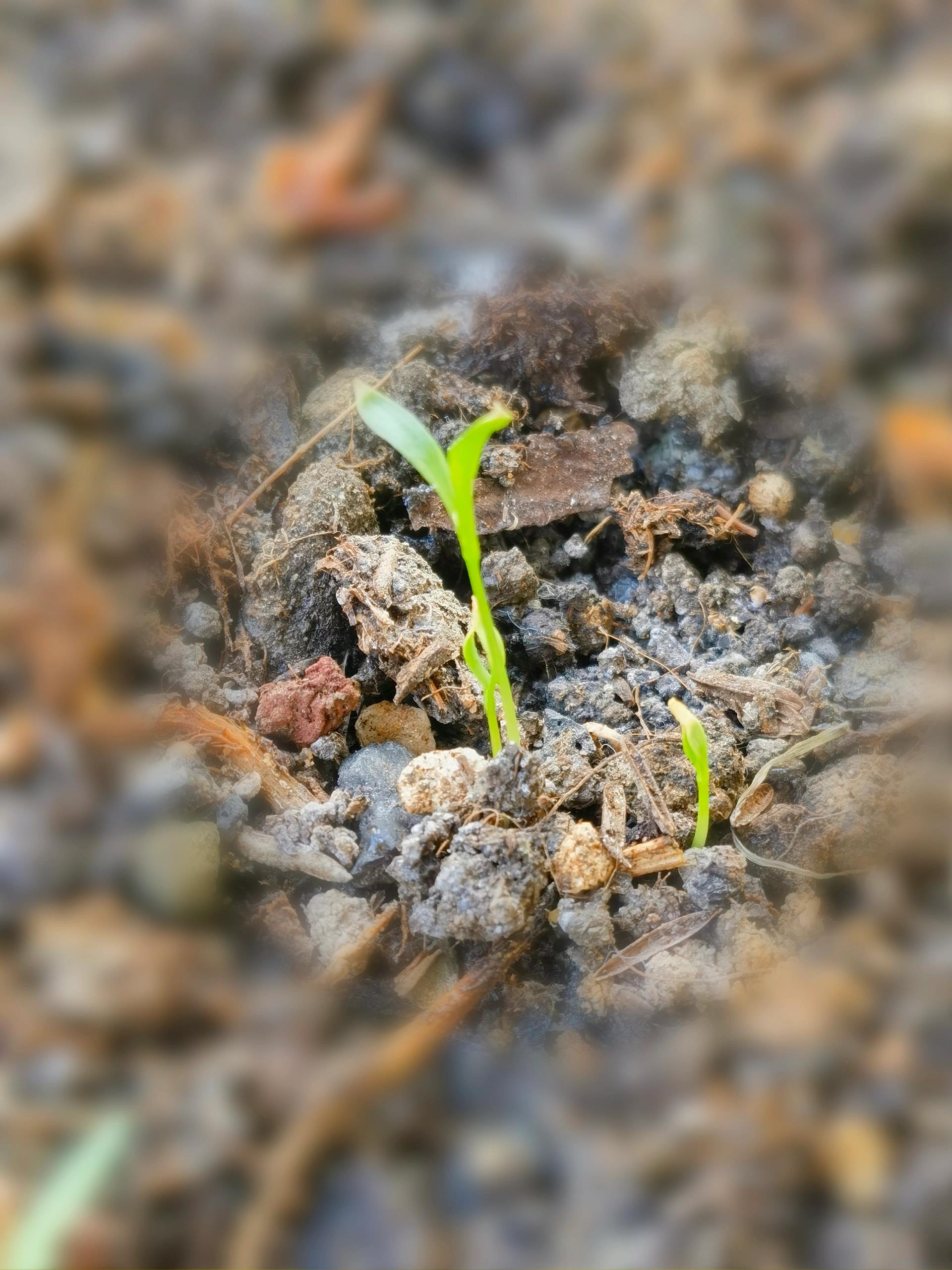 芹菜刚发芽的样子图片