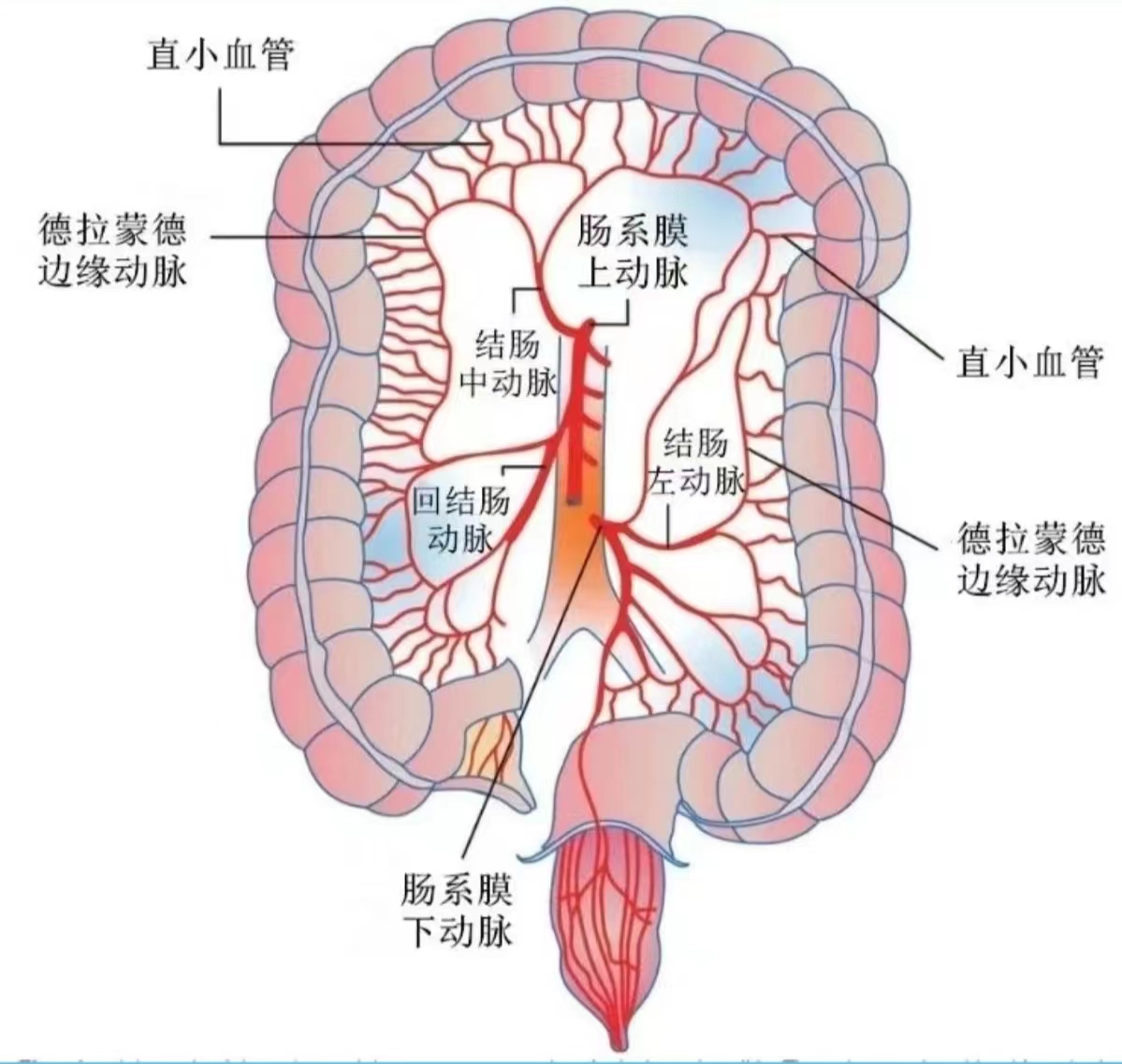 肠系膜淋巴结的位置图图片