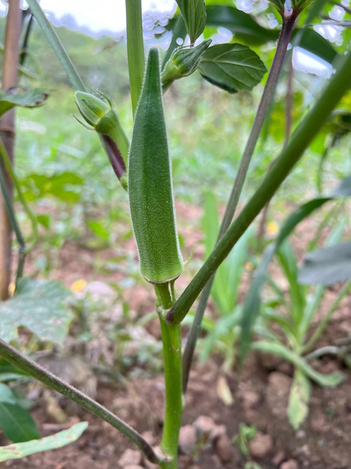 三伏天来临,炎炎夏日,菜园里的植物们也开始了它们的生长旺季.