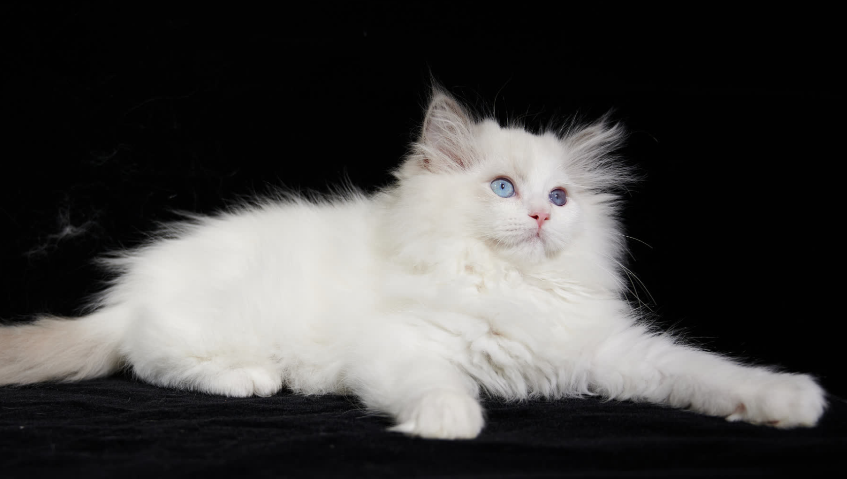 山东狮子猫:中国的珍宝猫咪! 山东狮子猫可是咱中国山东临清的宝贝呢!