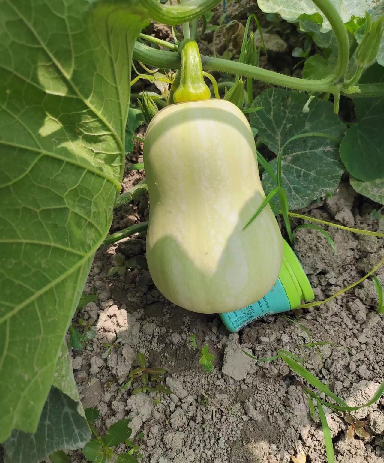 我最近开始尝试种植奶油南瓜啦99 这个南瓜种类是我在网上偶然发现