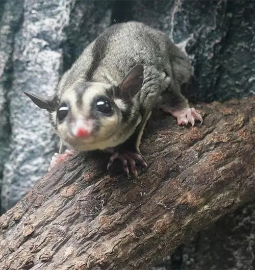 蜜袋鼯简介 | 小型袋鼯科动物的特征和习性 蜜袋鼯是一种袋鼯科的小型