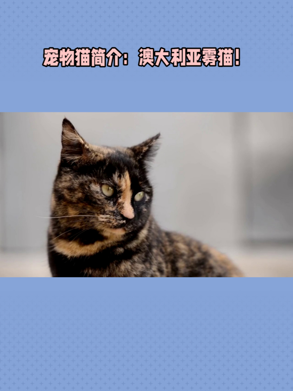 宠物猫简介:澳大利亚雾猫!