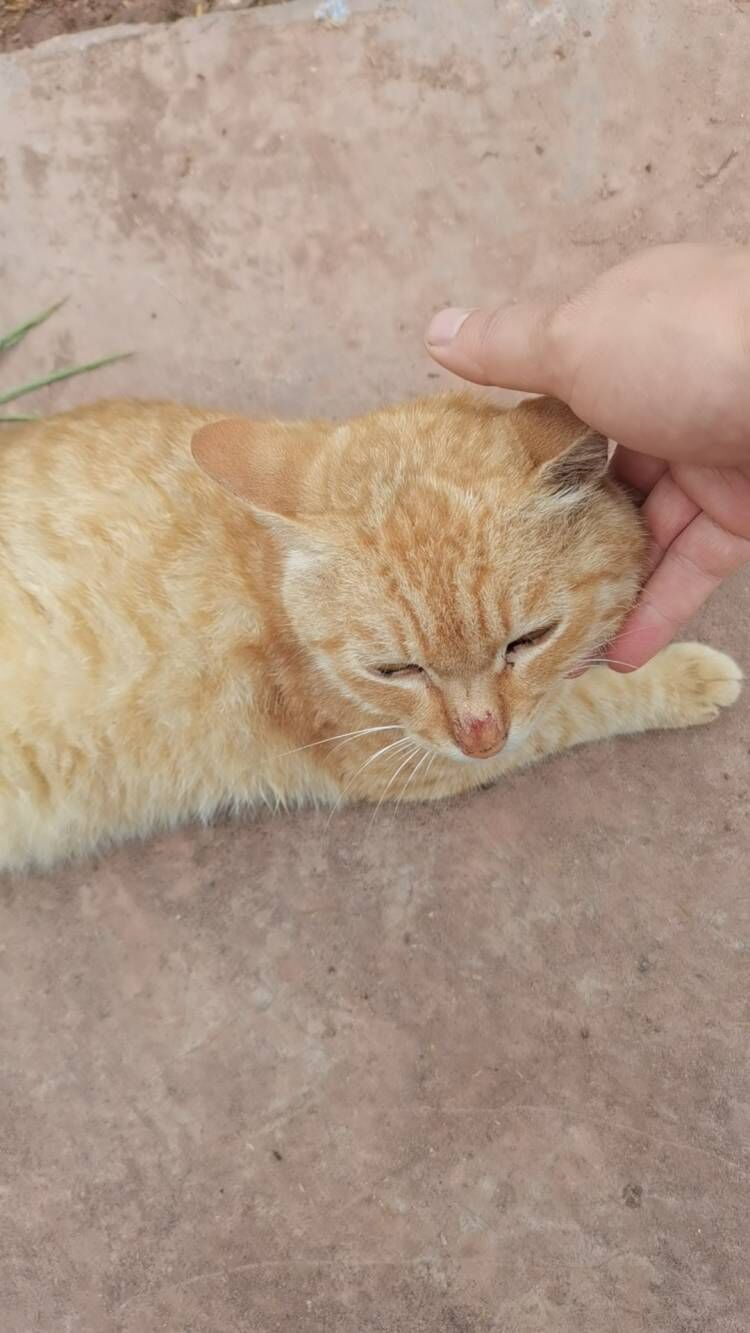 这是我们老家的猫,全省都是这样的橘黄色,由于在农村是散养的,你看它