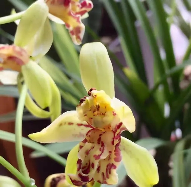 梨山狮王兰花,奇特而高雅,比一般兰花更好 梨山狮王真美啊!