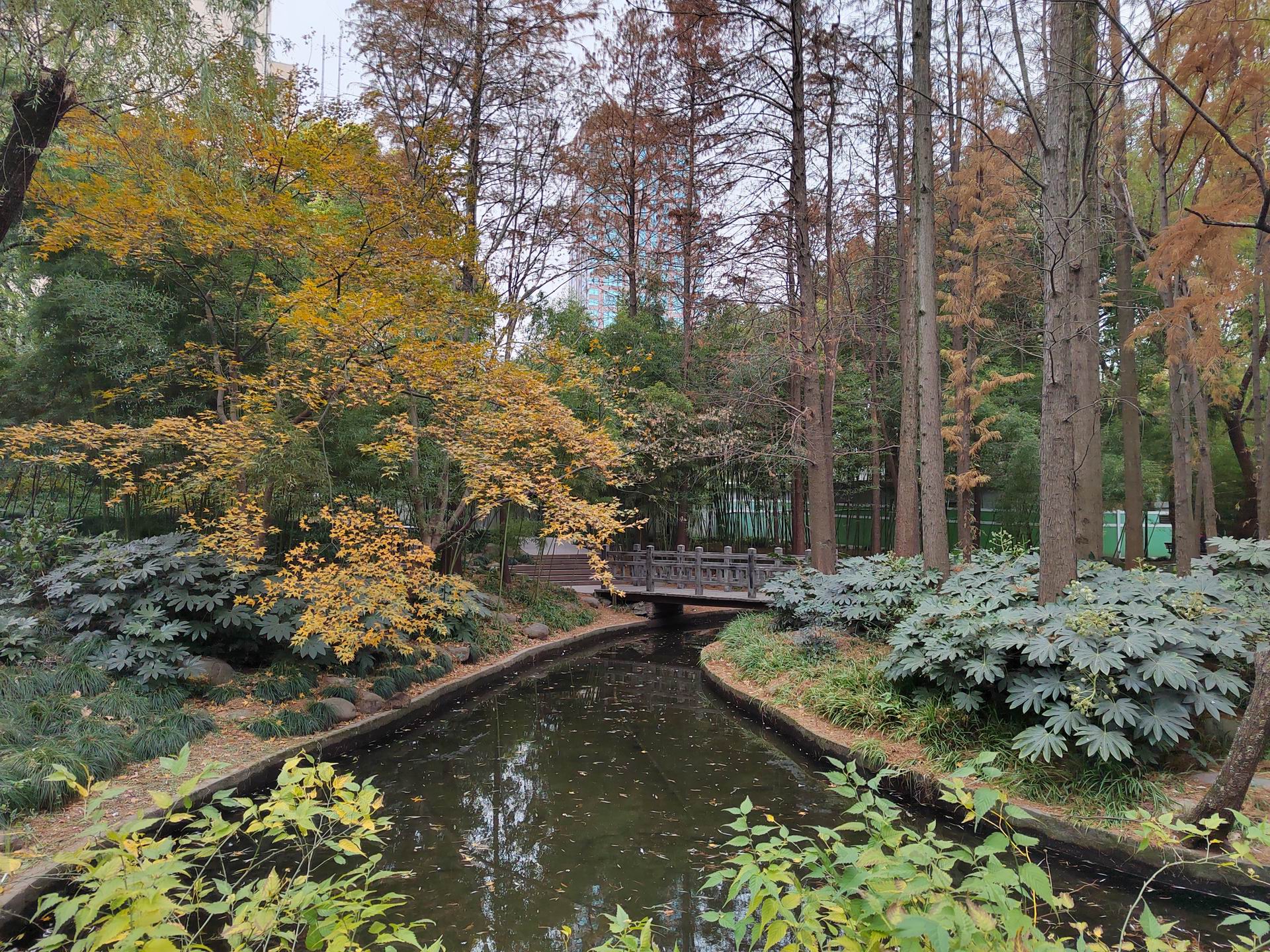 上海自然风光 | 延中绿地广场公园享受红叶 你是否曾想过在上海市中心