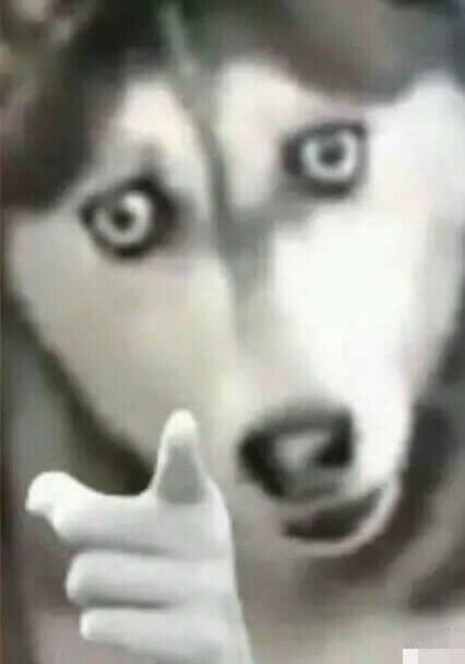 狗子# #萌宠