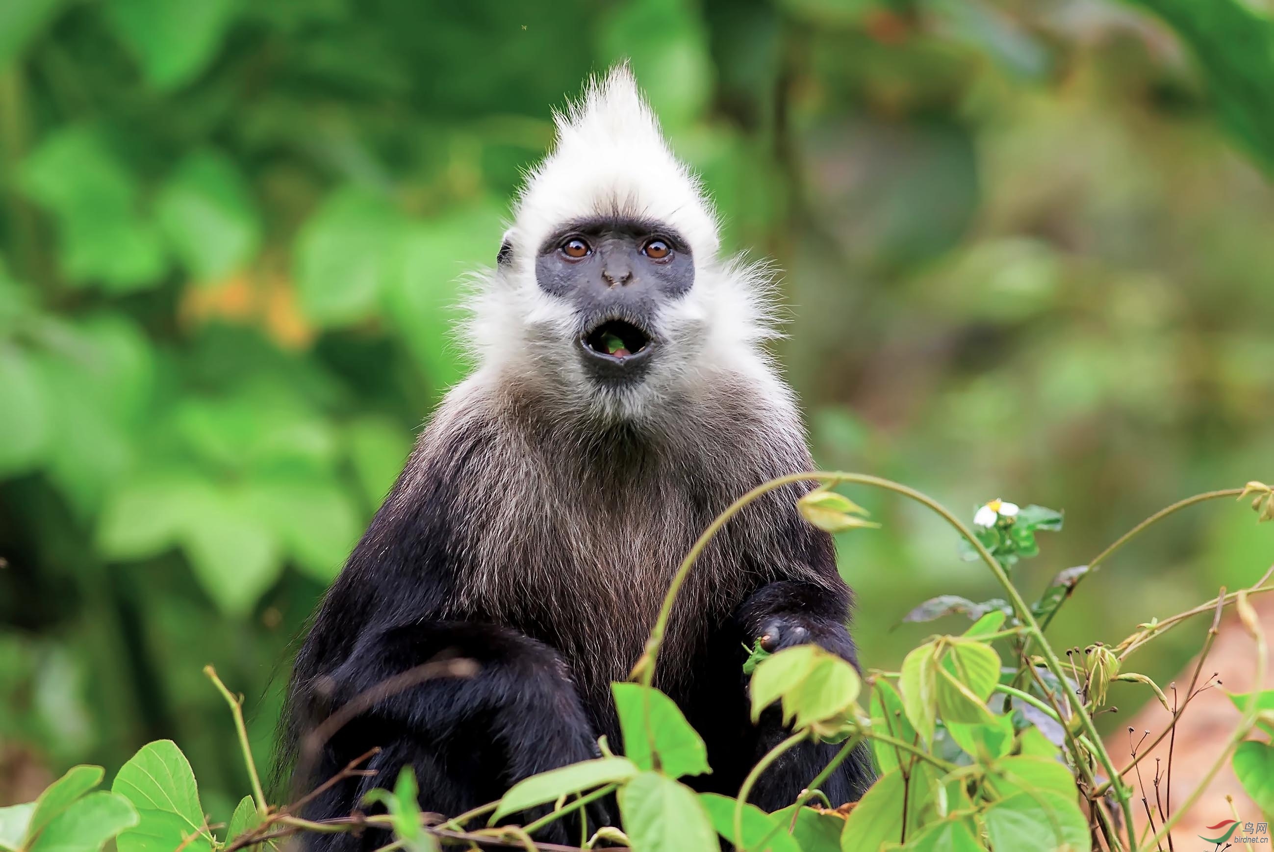 亚洲叶猴:细长身姿和单色毛色 亚洲叶猴是一种通称为叶猴的动物,共有