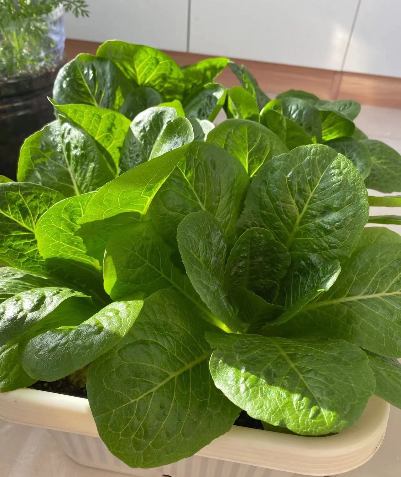 我这个植物杀手居然成功种出了孔雀菜!