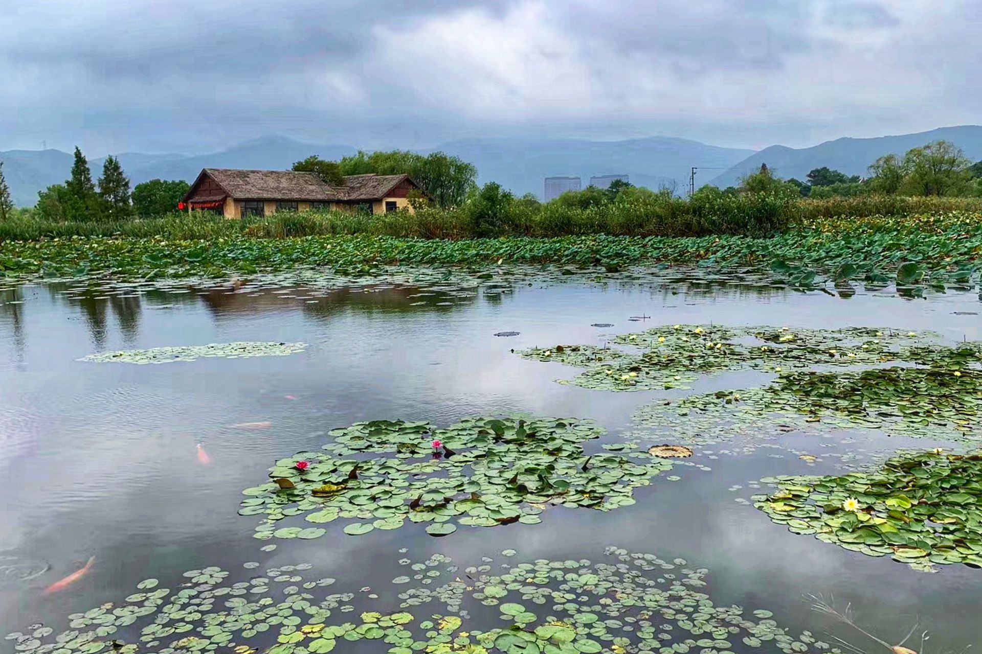 湿地生态系统的多样性与重要性 湿地是指水和陆地相交接的地区,是地球