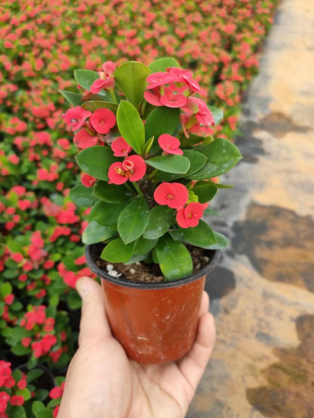 夏季虎刺梅开花秘诀分享 94虎刺梅是一种美丽的花卉,如果你想让虎