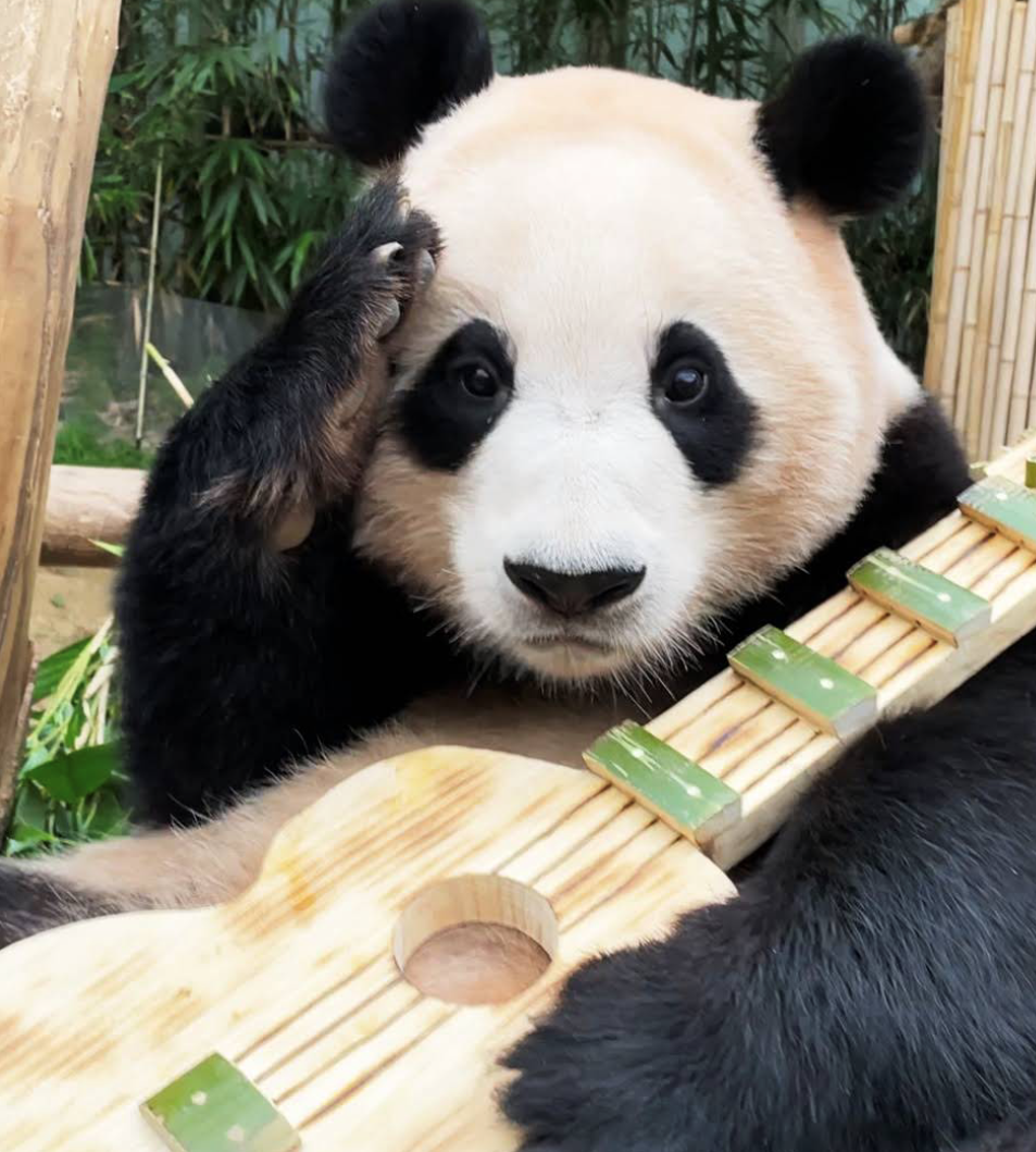 福宝出生后,宋爷爷像魔法师一样给福宝和爱乐夫妇,亲手做了一百多件