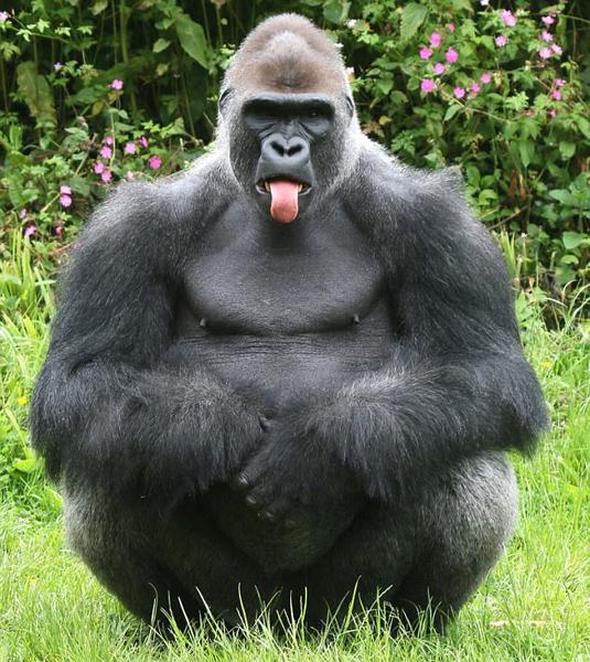 大猩猩简介 大猩猩是一种类人猿,分为东非和西非两个物种.