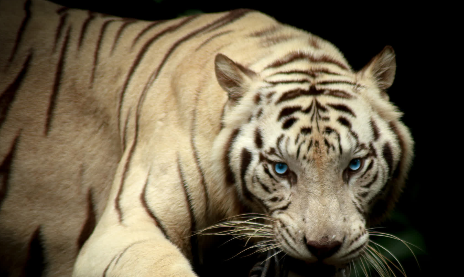 孟加拉虎的绝美变异品种 白老虎是超级酷炫的哺乳动物,属于食肉目猫科