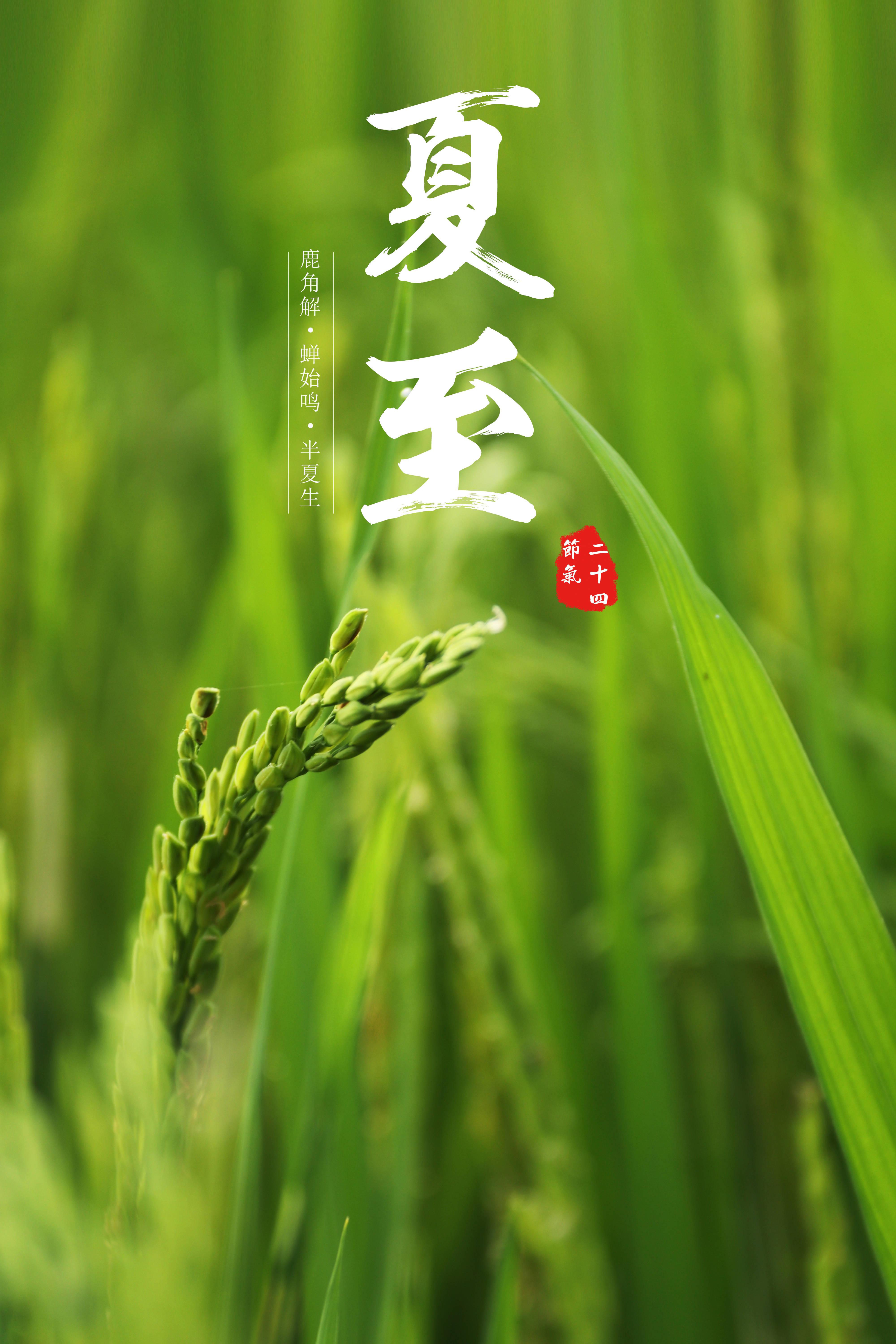夏至日阳长至极, 短暂繁花与阳隙. 人生亦有短暂期, 珍惜时光勿虚费.