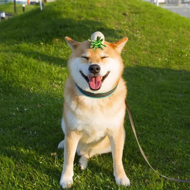 柴犬小科普 柴犬是最古老的日本犬之一,体型中等.