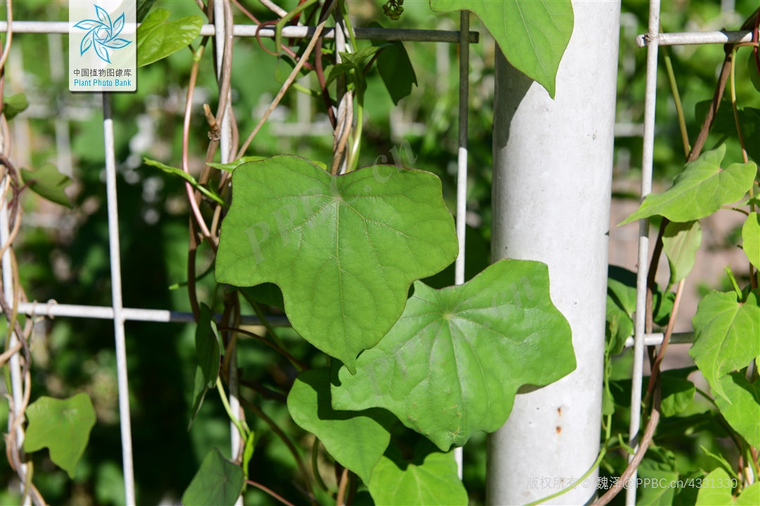 主疮疡肿毒,阴道炎,阴道滴虫 蝙蝠藤是老百姓可能见到的植物,但不一定