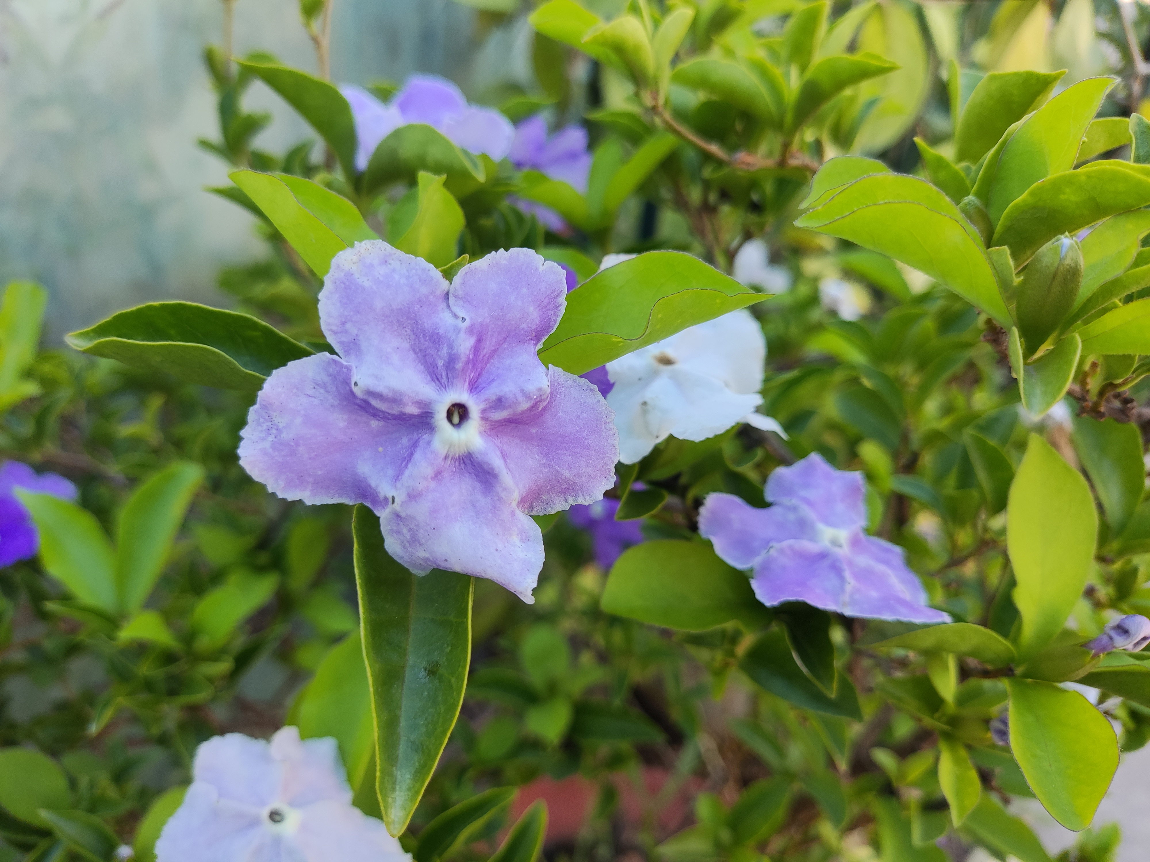 象征纯真爱情的鸳鸯茉莉花 鸳鸯茉莉两相依