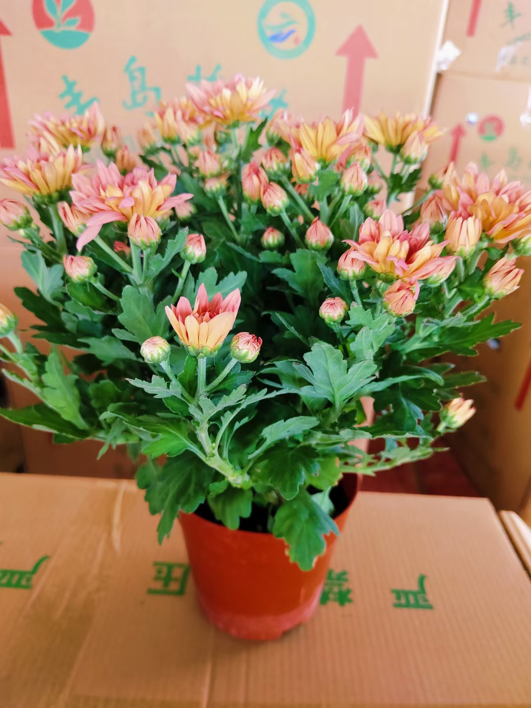 三文鱼小菊花,初学者必养 95三文鱼小菊花,颜色超美的!